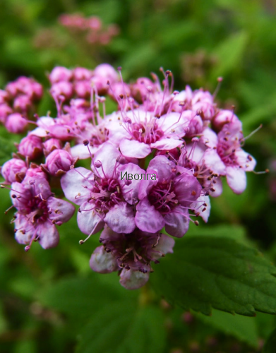 Спирея "Литл Принцесс", саженец 1 шт