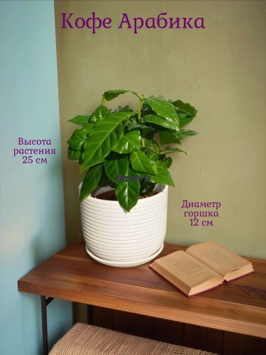 Кофе Арабика