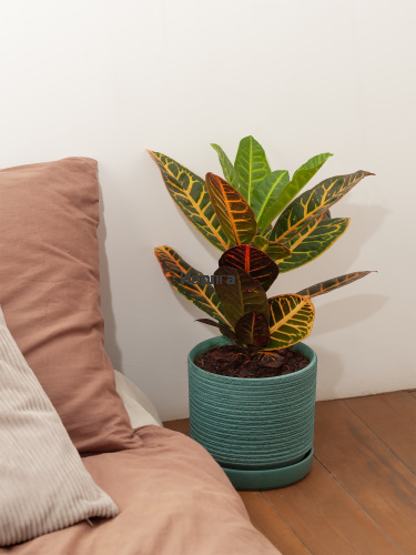 Кодиеум (Кротон) Петра высота 50см