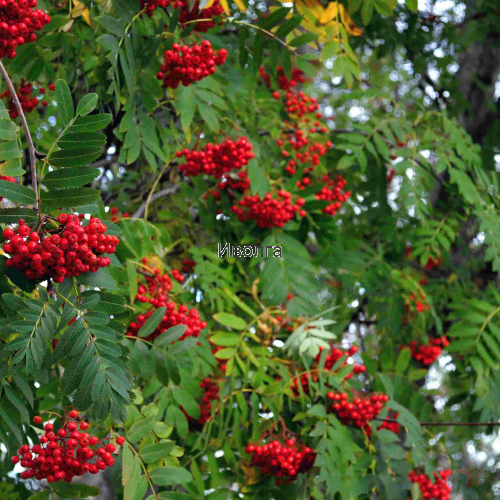 Рябина "Сибирская" (сортовая), саженец 1 шт