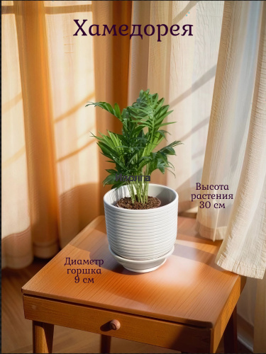 Хамедорея