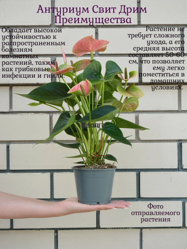 Антуриум Свит Дрим фото 4 Антуриум Свит Дрим фото 4
