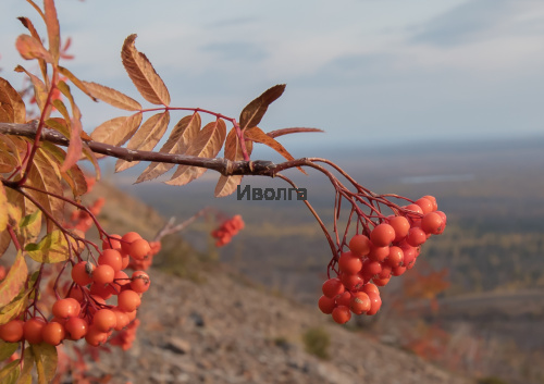 Рябина "Сибирская" (сортовая), саженец 1 шт фото 4