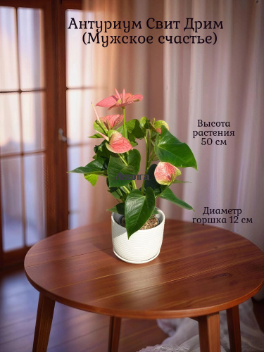 Антуриум Свит Дрим Антуриум Свит Дрим