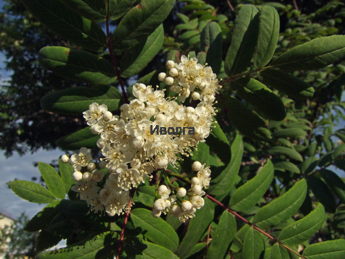 Рябина "Сибирская" (сортовая), саженец 1 шт фото 2