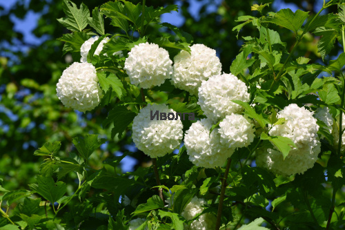 Калина "Бульденеж" однолетка, саженец 1 шт фото 3